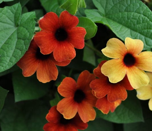 Consumer Favorites from 2019 Annual Trial Gardens