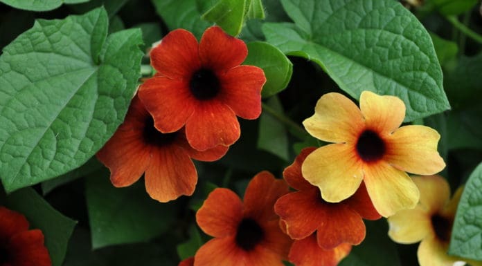 Consumer Favorites from 2019 Annual Trial Gardens