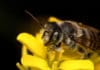 Pollinator Conservation