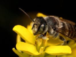 Pollinator Conservation