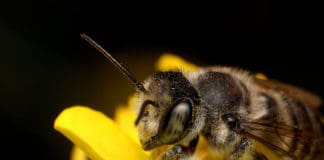 Pollinator Conservation