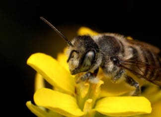 Pollinator Conservation