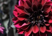 Industry Picks from the 2019 Annual Trial Garden