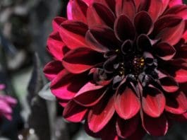 Industry Picks from the 2019 Annual Trial Garden