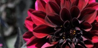 Industry Picks from the 2019 Annual Trial Garden