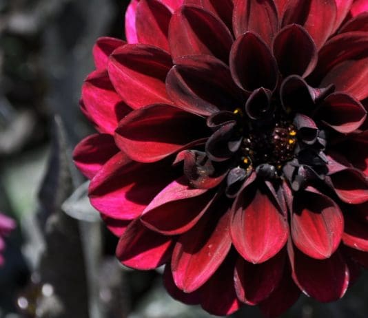 Industry Picks from the 2019 Annual Trial Garden