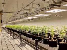 Specialists in Custom, Tunable LED Lighting Systems