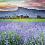 Colorado-Grown Certified Organic Lavender
