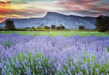 Colorado-Grown Certified Organic Lavender
