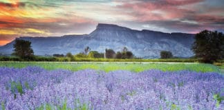 Colorado-Grown Certified Organic Lavender