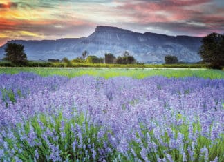 Colorado-Grown Certified Organic Lavender