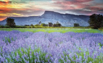 Colorado-Grown Certified Organic Lavender