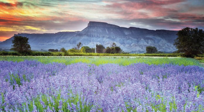 Colorado-Grown Certified Organic Lavender