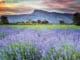 Colorado-Grown Certified Organic Lavender