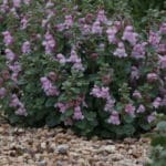 Plant Select® 2021 Introductions