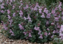 Plant Select® 2021 Introductions