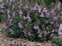 Plant Select® 2021 Introductions