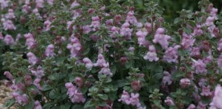 Plant Select® 2021 Introductions