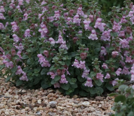 Plant Select® 2021 Introductions