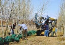 The True Value of a Tree