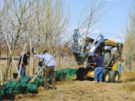 The True Value of a Tree