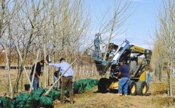 The True Value of a Tree