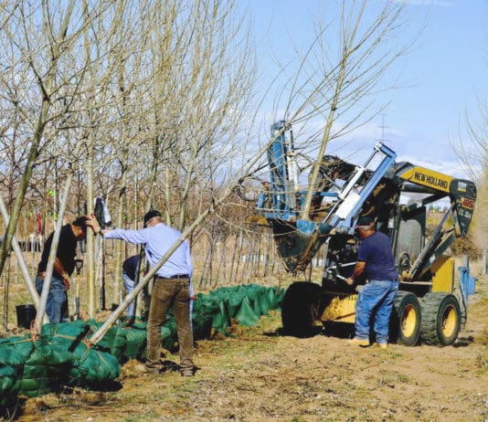 The True Value of a Tree