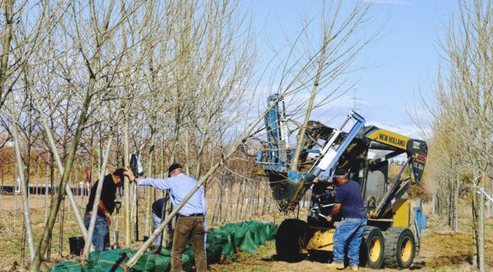 The True Value of a Tree