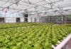 GREENHOUSE BEST MANAGEMENT PRACTICES: Reducing Scale & Biofilms in Greenhouse Irrigation Systems
