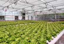 GREENHOUSE BEST MANAGEMENT PRACTICES: Reducing Scale & Biofilms in Greenhouse Irrigation Systems