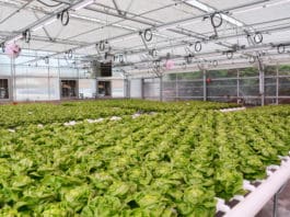 GREENHOUSE BEST MANAGEMENT PRACTICES: Reducing Scale & Biofilms in Greenhouse Irrigation Systems