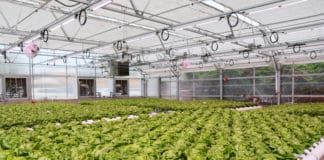 GREENHOUSE BEST MANAGEMENT PRACTICES: Reducing Scale & Biofilms in Greenhouse Irrigation Systems