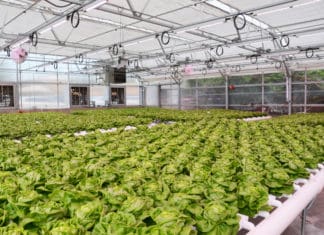GREENHOUSE BEST MANAGEMENT PRACTICES: Reducing Scale & Biofilms in Greenhouse Irrigation Systems