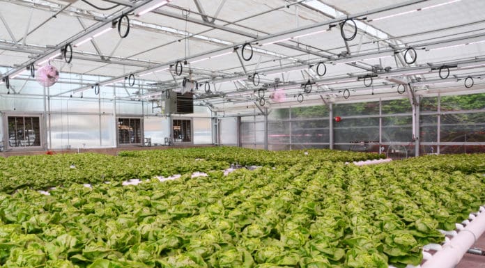 GREENHOUSE BEST MANAGEMENT PRACTICES: Reducing Scale & Biofilms in Greenhouse Irrigation Systems