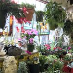 Botanical Concepts: Supporting Customers in Growing Healthy Plants