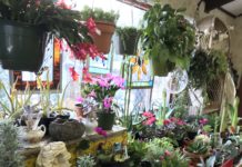 Botanical Concepts: Supporting Customers in Growing Healthy Plants