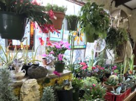 Botanical Concepts: Supporting Customers in Growing Healthy Plants