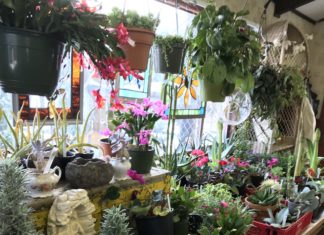 Botanical Concepts: Supporting Customers in Growing Healthy Plants