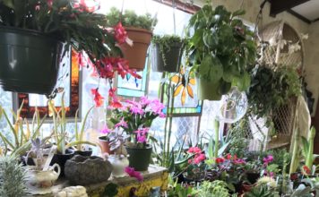 Botanical Concepts: Supporting Customers in Growing Healthy Plants