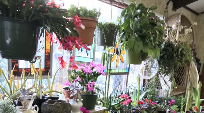 Botanical Concepts: Supporting Customers in Growing Healthy Plants