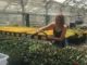 Propagating our Futures – A Millennial’s Perspective on the Green Industry woman watering plants