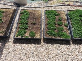 Green Roof Weed Management: Pendulum 2G Pre-Emergent Herbicide Damages Green Roof Succulents