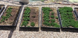 Green Roof Weed Management: Pendulum 2G Pre-Emergent Herbicide Damages Green Roof Succulents