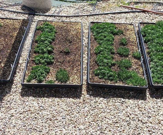 Green Roof Weed Management: Pendulum 2G Pre-Emergent Herbicide Damages Green Roof Succulents