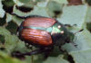 Developing Japanese Beetle Biological Control Programs japanese beetle