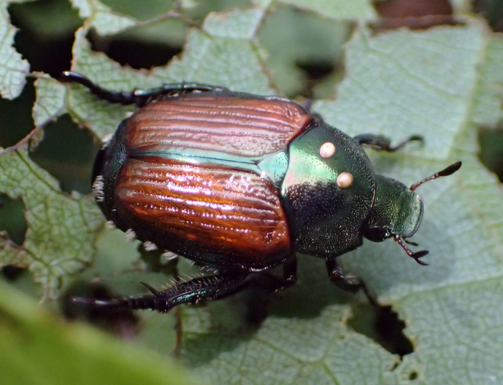 japanese beetle