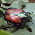 Developing Japanese Beetle Biological Control Programs japanese beetle