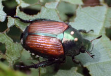 Developing Japanese Beetle Biological Control Programs japanese beetle