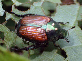 Developing Japanese Beetle Biological Control Programs japanese beetle