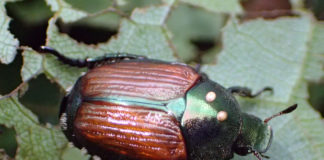 Developing Japanese Beetle Biological Control Programs japanese beetle